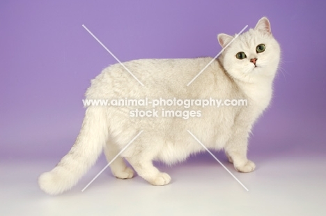 tipped british shorthair cat, standing