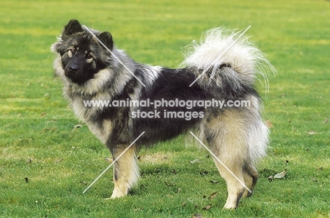 Eurasier dog, side view on grass