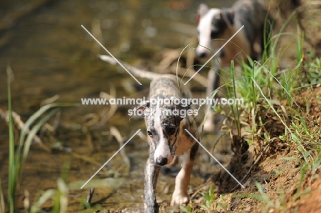 Whippet puppy walking near water