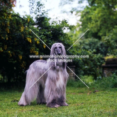 blue afghan hound, 11 years old