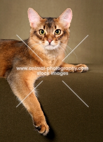 Somali cat lying on brown background