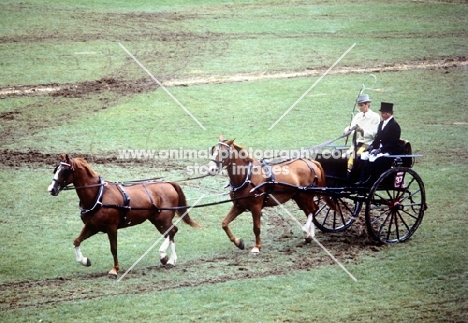 two dutch warm blood horses driven in tandem