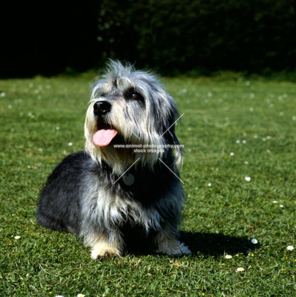 dandie dinmont sitting on grass