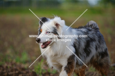 happy blue merle australian shepherd walking in a field