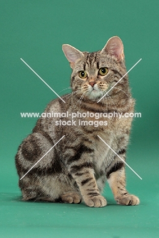 Silver Classic Tabby Manx cat, sitting down