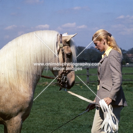 llanarth cadel, welsh pony of cob type (section c), head study with handler