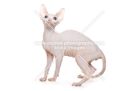 Sphynx kitten, four months old