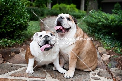 two bulldogs sitting together