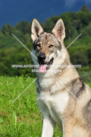 Czechoslovakian wolfdog (aka Ceskoslovensky Vlcak) in field