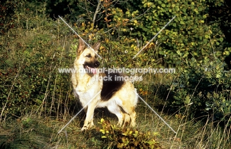 german shepherd dog in woods