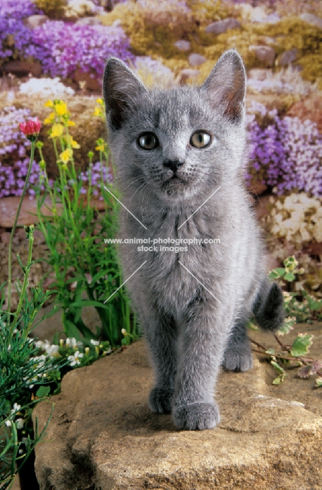 Chartreux kitten in garden