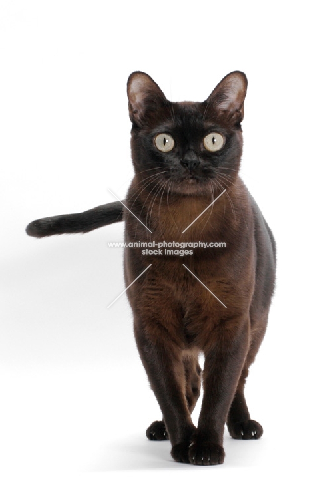 sable Burmese cat on white background, front view