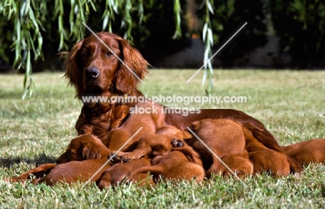 irish setter with litter of puppies suckling
