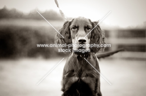 young Gordon Setter