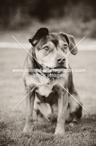 Staff x Beagle portrait with guilty expression