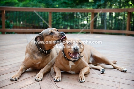 staffordshire terrier mix littermate brothers interacting