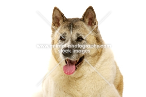 Large Akita dog isolated on a white background