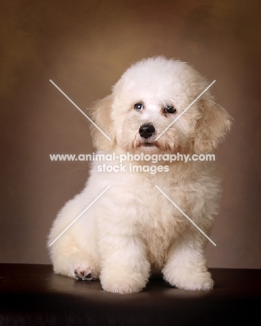 Bichon Frise in studio, brown background