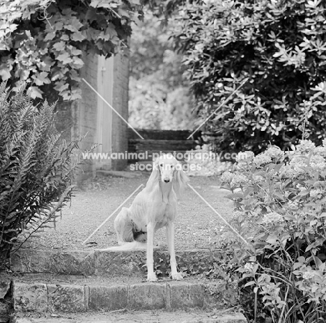 Saluki in garden