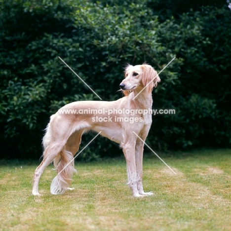 a saluki from daxlore 