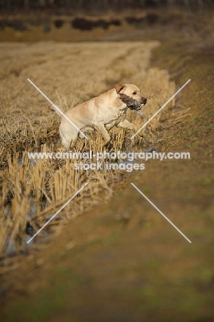 yellow labrador retriever retrieving game