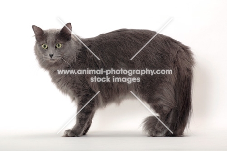 Neutered Nebelung, standing on white background, side view