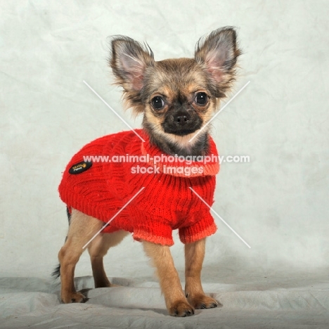 Chihuahua in jumper
