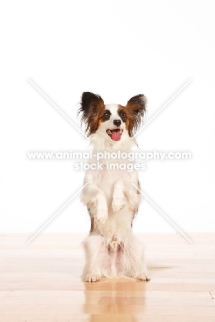 Papillon standing on hind legs