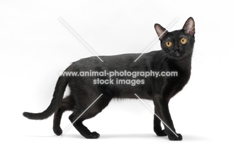 black Bombay cat on white background, full body, side view