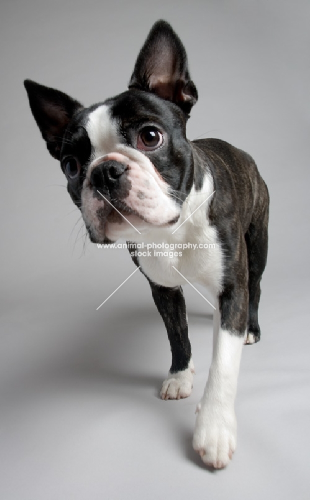 Boston terrier walking towards camera in studio