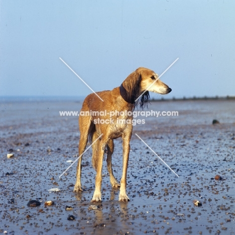 wet saluki on beach