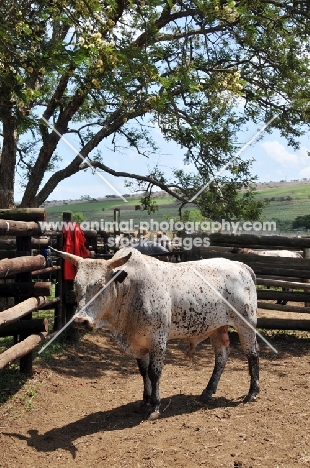 Nguni Cattle