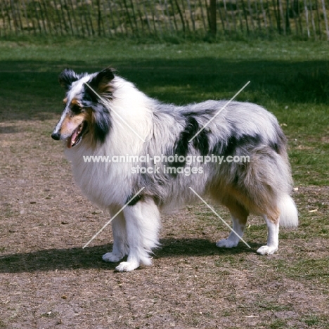 merle rough collie