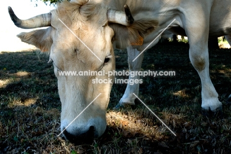 blonde d'aquitaine grazing