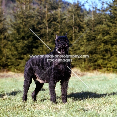 giant schnauzer with cropped ears