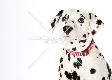 dalmatian on white background