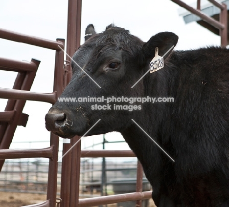 black Aberdeen Angus