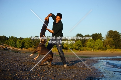American Staffordshire Terrier playing with big log