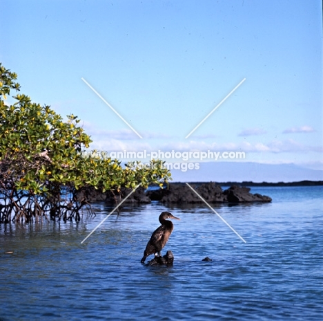 flightless cormorant on lava rock looking for fish near mangroves, punta espinosa, fernandina island, galapagos islands