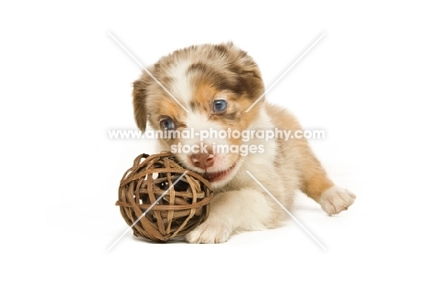 border collie puppy lying down playing with toy isolated on a white background
