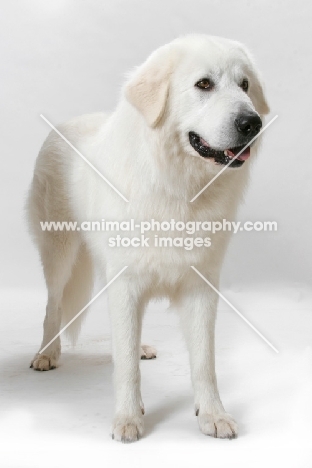 Australian Champion Maremma Sheepdog