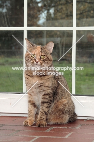 Manx cat in front of window