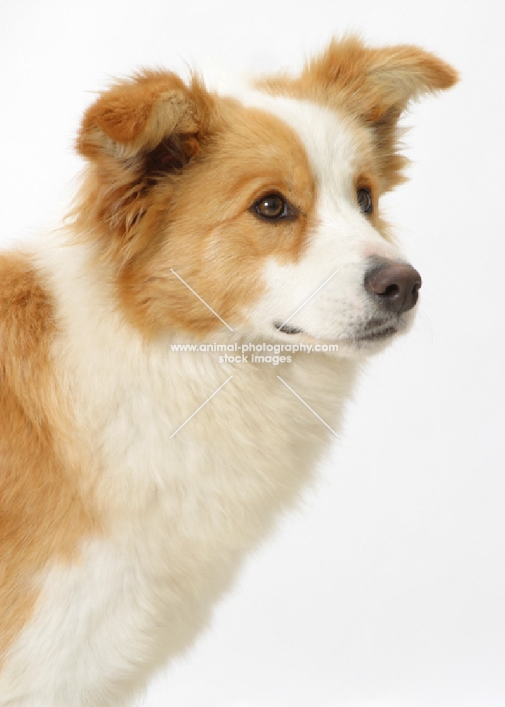 red white Border Collie looking ahead