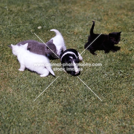 four kittens with a guinea pig