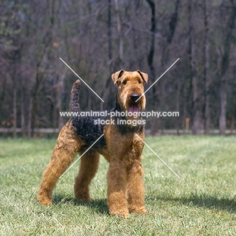 am ch lancelot sebastian, airedale standing in a field