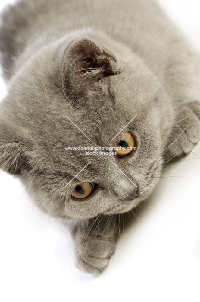 british shorthaired kitten concentrating