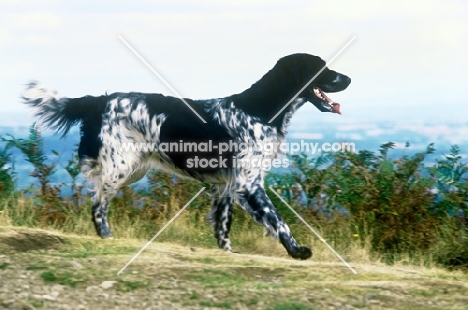 large munsterlander, mitze of houndbrae, galloping on hillside