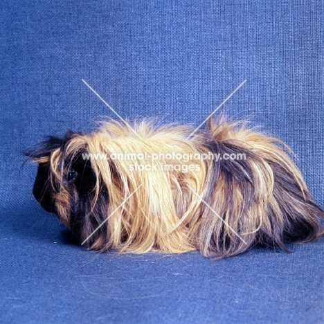 peruvian guinea pig, tortoiseshell, on blue background