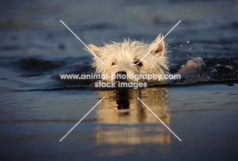 West Highland White Terrier