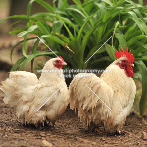 pekin bantam with his hen